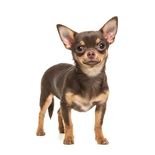 Chihuahua