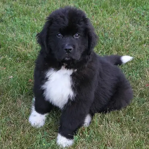 Bernese Mountain Dog