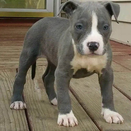 American Staffordshire Terrier