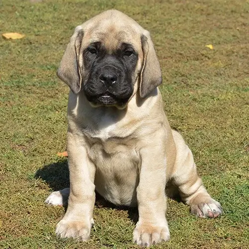 English Mastiff