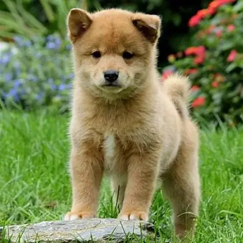 Shiba Inu