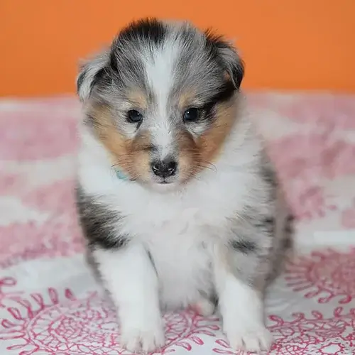 Shetland Sheepdog