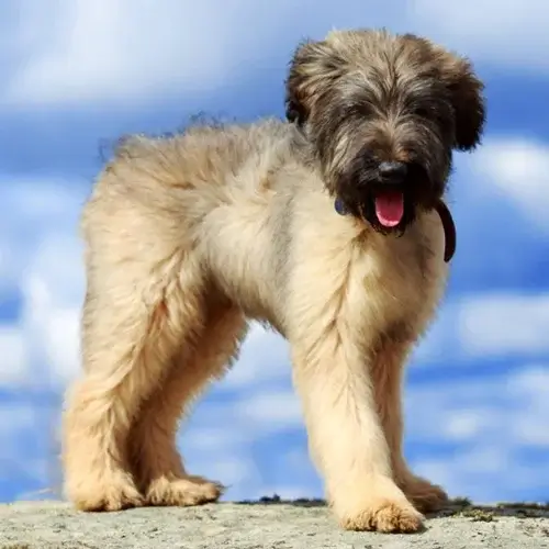 Briard