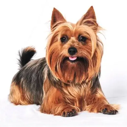 Australian Terrier