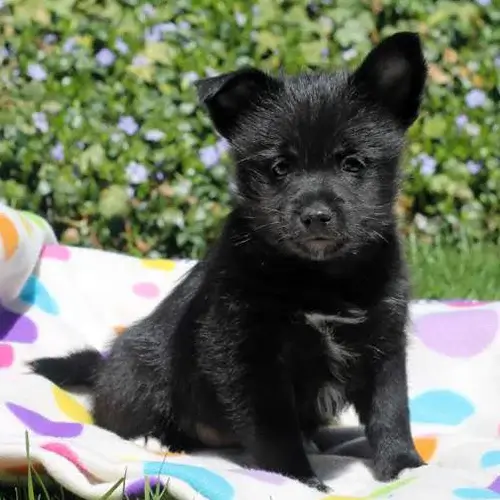 Schipperke