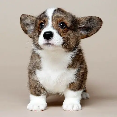 Cardigan Welsh Corgi