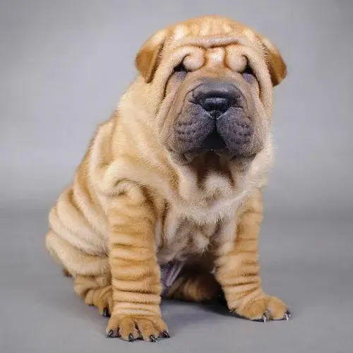 Chinese Shar-Pei