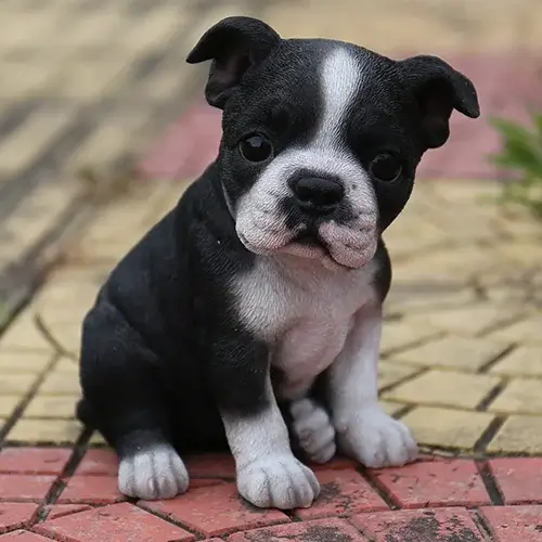 Boston Terrier