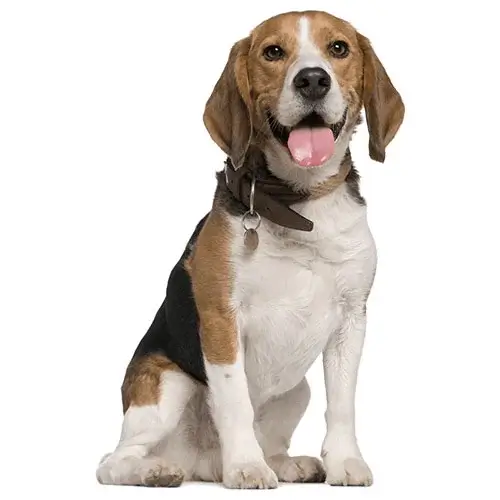 Beagle