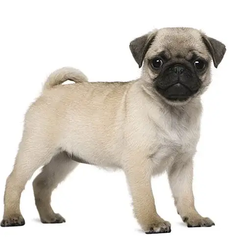 Pug