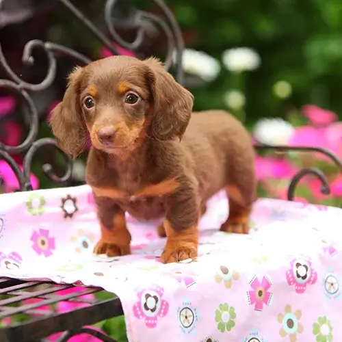 Dachshund