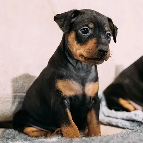 Miniature Pinscher