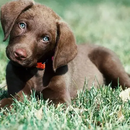 Chesapeake Bay Retriever