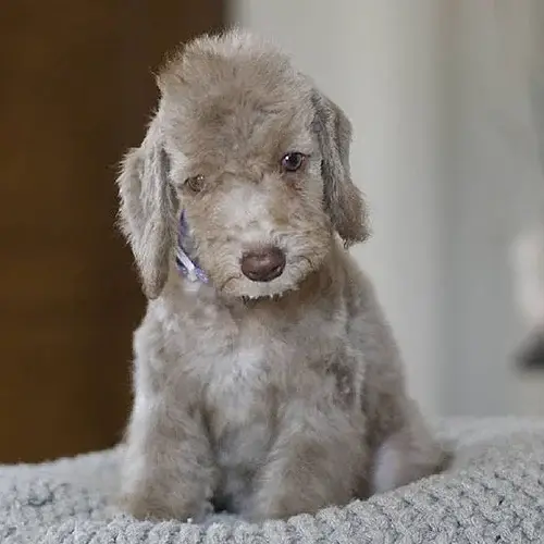 Bedlington Terrier