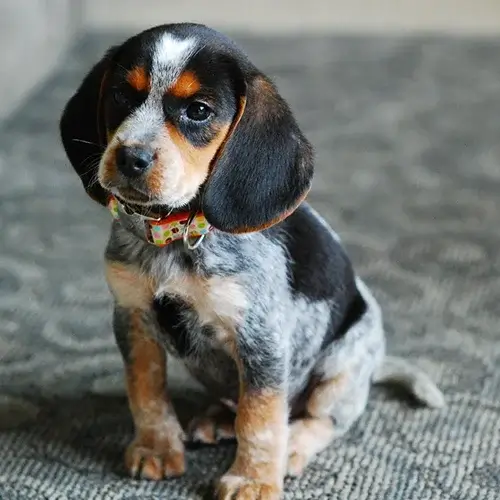 Bluetick Coonhound