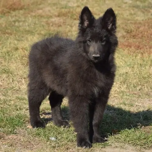 Belgian Sheepdog