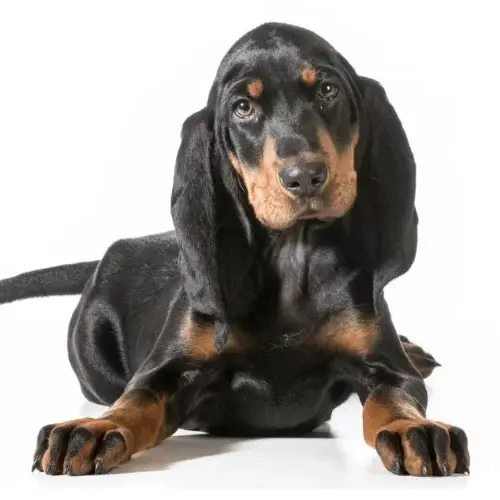 Black and Tan Coonhound