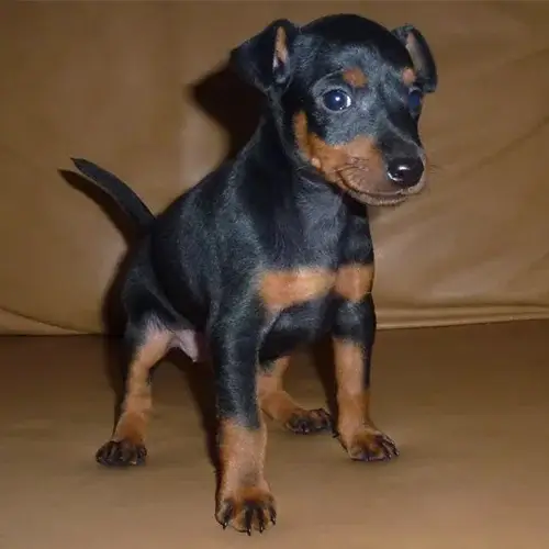  Toy Manchester Terrier