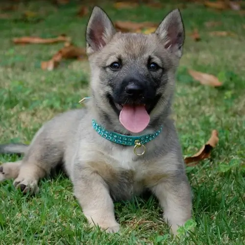 Swedish Vallhund