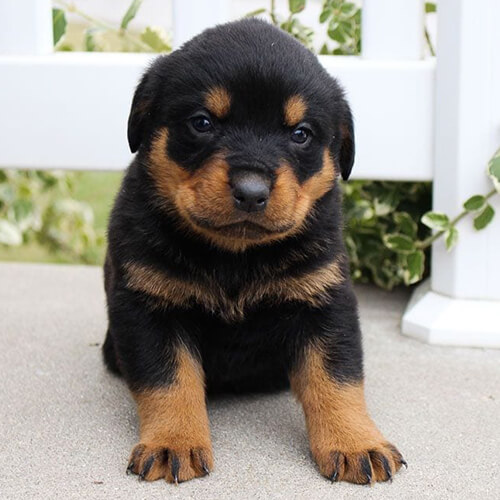 Rottweiler