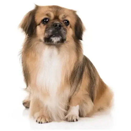 Tibetan Spaniel