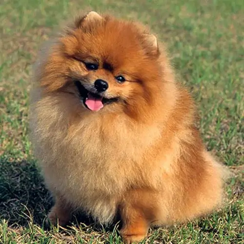 Pomeranian