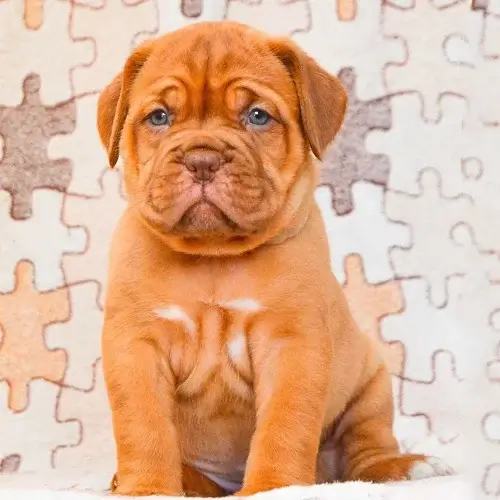 French Mastiff