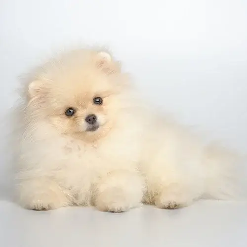 German Spitz