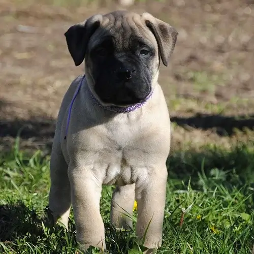 Bull Mastiff