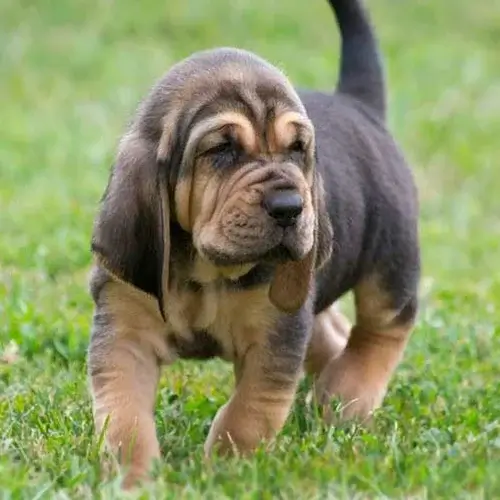 Bloodhound