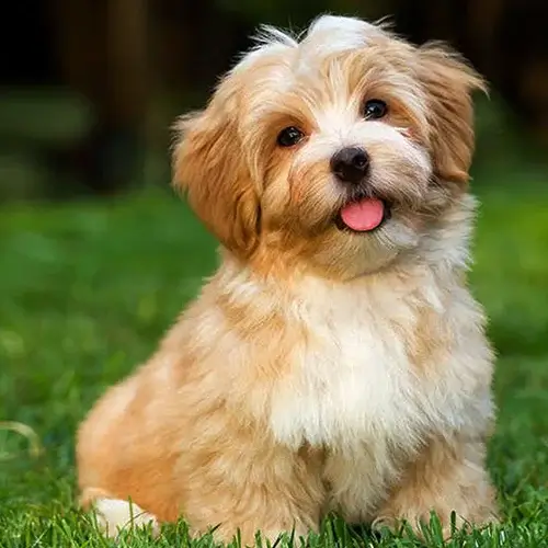 Havanese