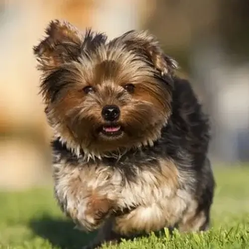 Silky Terrier