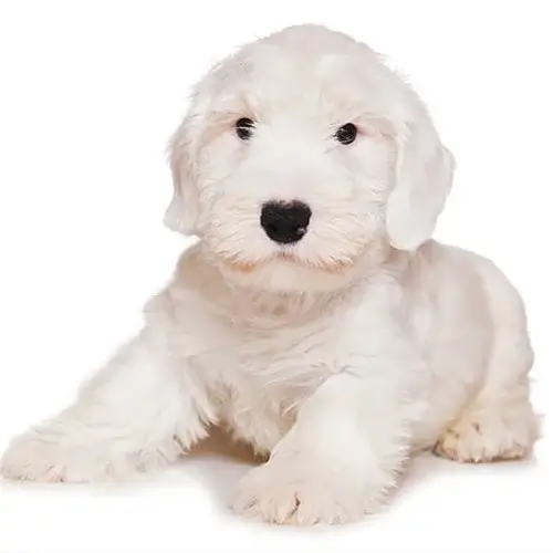  Sealyham Terrier