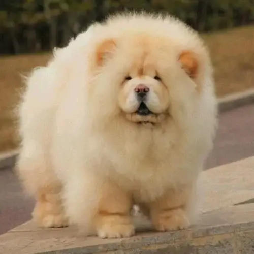 Chow Chow