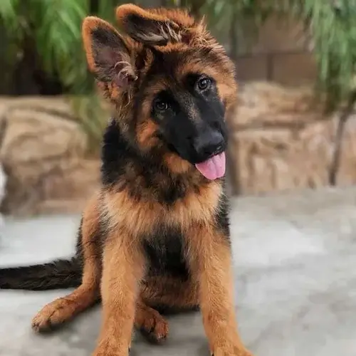 German Shepherd