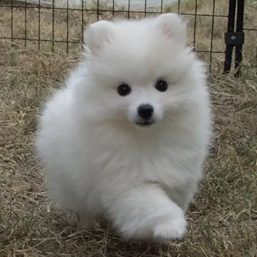 American Eskimo