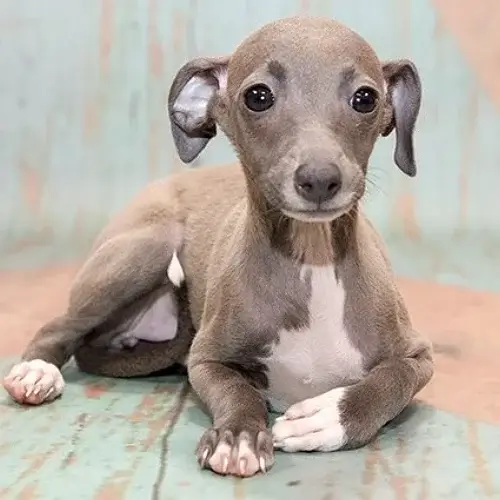 Italian Greyhound