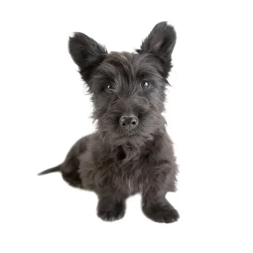 Scottish Terrier