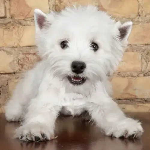 West Highland White Terrier