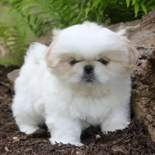 Pekingese 