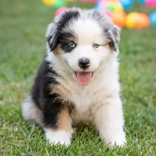  Australian Shepherd