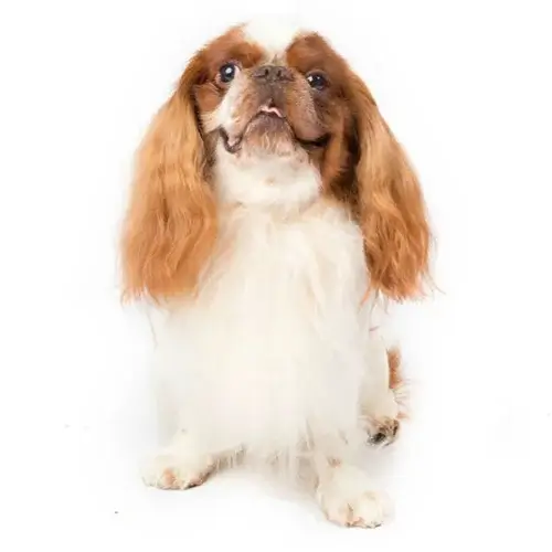 English Toy Spaniel